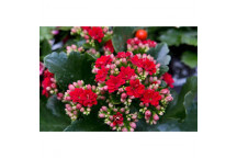 PLANT POT  KALANCHOE ELSE FLOWER 14CM