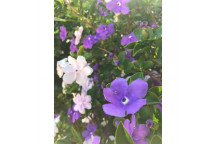 PLANT SHRUB YESTERDAY-TODAY & TOMORROW BRUNFELSIA EXIMIA 9L (BI)