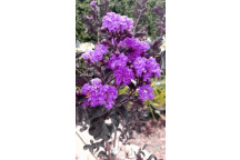 PLANT SHRUB PRIDE OF INDIA LAGERSTROEMIA PURE WHITE 19CM