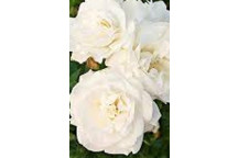 ICEBERG FLORIBUNDA ROSE BUSH SHRUB PLANT 17-19CM