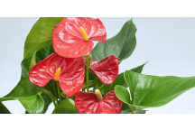 ANTHURIUM MUTIPLANT FLOWER INDOOR PLANT 19CM 2PIECE