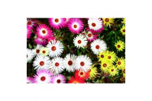 PLANT SUCCULENT VYGIE LAMPRANTHUS ASSORT