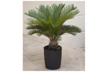 JAPANESE SAGO PALM CYCAS REVOLUTA SHRUB 9L