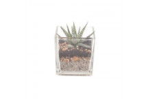 TILLANDSIA AIRPLANT FLOWERING INDOOR PLANT IN DISPLAY BOX