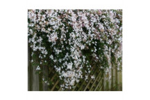 CHINESE JASMINE CLIMBER JASMINUM POLYANTHUM 21CM STAKED