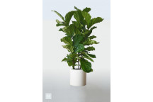 LYRATA FICUS FIG LEAF FIDDLE FOLIAGE INDOOR PLANT 23CM 3PIECES
