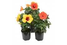 HIBISCUS ASSORTED SHRUB PLANT 16,5CM/17CM