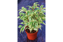PLANT INDOOR FOLIAGE FICUS MILLENIUM BRAIDED 9L
