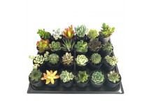 PLANT SUCCULENT ALOE ASSORTED 12CM