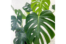 MONSTERA DELISIOUSA INDOOR FOLIAGE PLANT 14CM