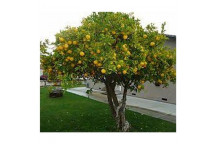 ASSORTED LEMON CITRUS FRUIT PLANT 18L