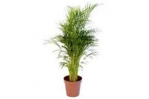 BAMBOO PALM FOLIAGE INDOOR PLANT 43L XXL