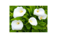 ZANTHEDESCHIA SHRUB PLANT 14CM POT