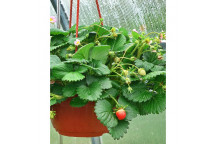 ASSORTED STRAWBERRY FRUIT PLANT 15CM