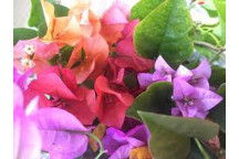 STAKED BOUGAINVILLEA BRILLIANT RED CLIMBER PLANT 15L