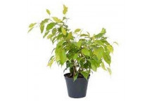 PLANT IND FOLIAGE FICUS VIVIAN BUSH 30CM POT