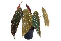 PLANT INDOOR FOLIAGE DRACAENA MULTI STEM XL (SAKKIE)