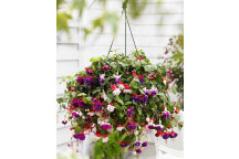 FUCHSIA FLOWER PLANT 14CM