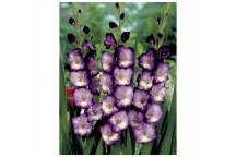 PLANT BULB FLOWER RANUNCULUS PINK 25PK
