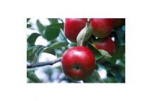 EARLY RED ONE APPLE FRUIT PLANT 10L