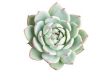 ECHEVERIA SUCCULENT PLANT 10CM