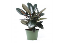 PLANT INDOOR FOLIAGE FICUS ELASTICA BURGANDY (3IN1) 9L