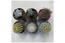 PLANT SUCCULENT ECHINOCACTUS GRUSSONII 12CM