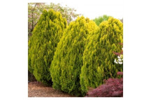 PLANT SHRUB JUNIPERUS BONSAI 12CM