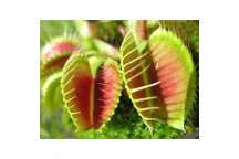 VENUS FLY TRAP FOLIAGE INDOOR PLANT 10CM