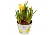 PLANT BULB FLOWER RENUNCULUS ORANGE 25PK