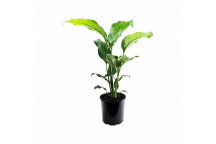 PLANT IND FLOWER SPATHIPHYLLUM 16.5CM