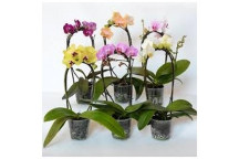 PHILAENOPSIS MINI 2STEM INDOOR FLOWER POT PLANT 9CM