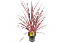 PLANT INDOOR FOLIAGE CHAMAEDOREA ELEGANS LOVE PALM 14CM