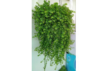 GOLDEN PHOTOS PLANT HANGING BOWL 20CM