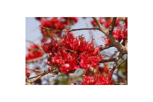 SCHOTIA BRACHYPETALA TREE PLANT 20L