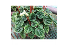 PLANT IND FOLIAGE NEPHROLEPIS OBLITERATA SHIVA 17CM