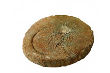 LANDSCAPE TREE RINGS 38CM