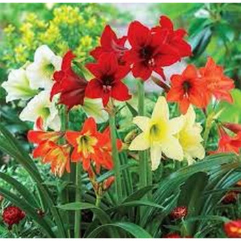 AMARYLLIS SONATINI MIXED FLOWER OUTDOOR PLANT 18CM POT