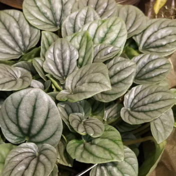 PEPEROMIA ANGULATA FOLIAGE INDOOR PLANT 12CM POT