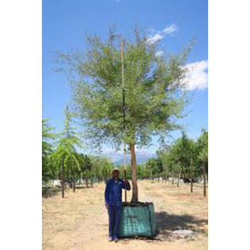 MONKEY THORN ACACIA GALPINII TREE PLANT 20L