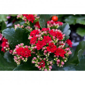 PLANT SUCCULENT CALANDIVA ELSE FLOWER 14CM
