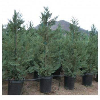 CUPRESSUS STRICTA CUPRESS TREE PLANT 19CM
