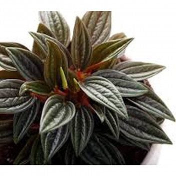 PEPEROMIA ZORRO FOLIAGE INDOOR PLANT 12CM POT