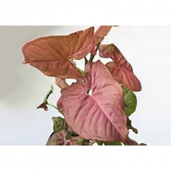 SYNGONIUM PODOPHYLLUM FOLIAGE INDOOR PLANT 42CM