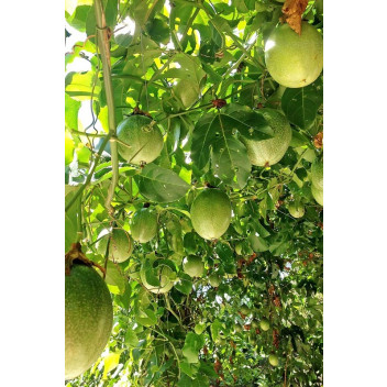 PASSIONFRUIT GRANADILLA PASSIFLORA CLIMBER PLANT 15CM