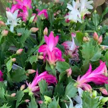 ZYGOCACTUS SUCCULENT ASSORTED OUTDOOR PLANT 16CM