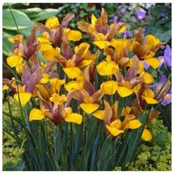 SNEEZEWOOD TREE PTAEROXYLON OBLIQUUM 20L