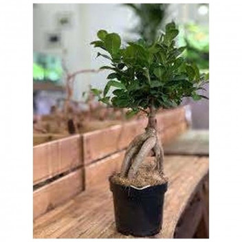 PLANT TREE BONSAI FICUS GINSENG S-TYPE IN HEX POT 140CM