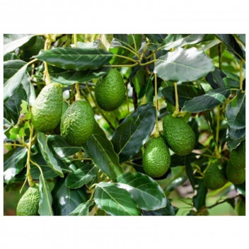 PLANT FRUIT AVOCADO ASSORTED 5L POT