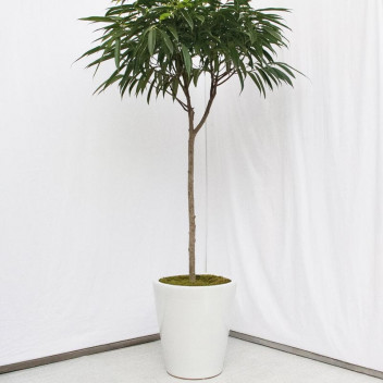 FOLIAGE FICUS BENJAMINA BUSH INDOOR PLANT 20CM POT